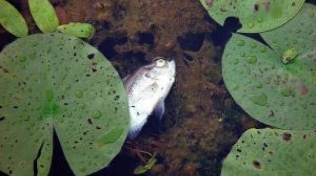 Fråga om vattenkvalitet PFAS/PFOS Fråga om vattenkvalitet PFAS/PFOS